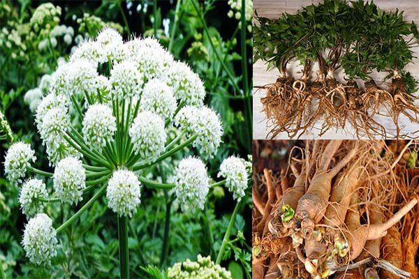Cao đương quy có công dụng lớn với sức khỏe phụ nữ Cao đương quy 3