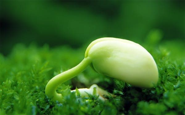 Chiết xuất Mầm Đậu Nành là gì Chiết xuất Mầm Đậu Nành là gì