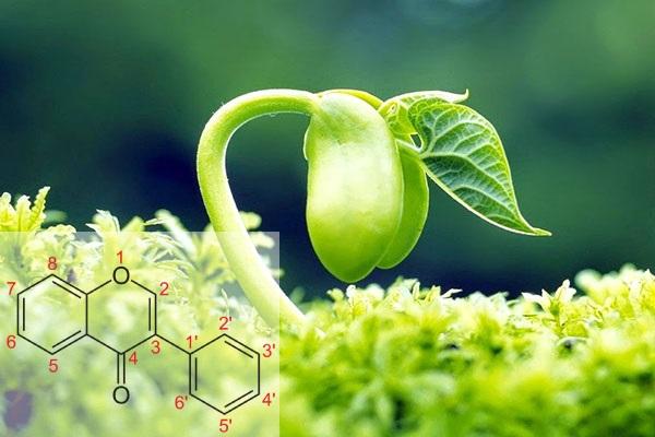 Thành phần Chiết xuất Mầm Đậu Nành trong Sun Eva Plus Thành phần Chiết xuất Mầm Đậu Nành trong Sun Eva Plus
