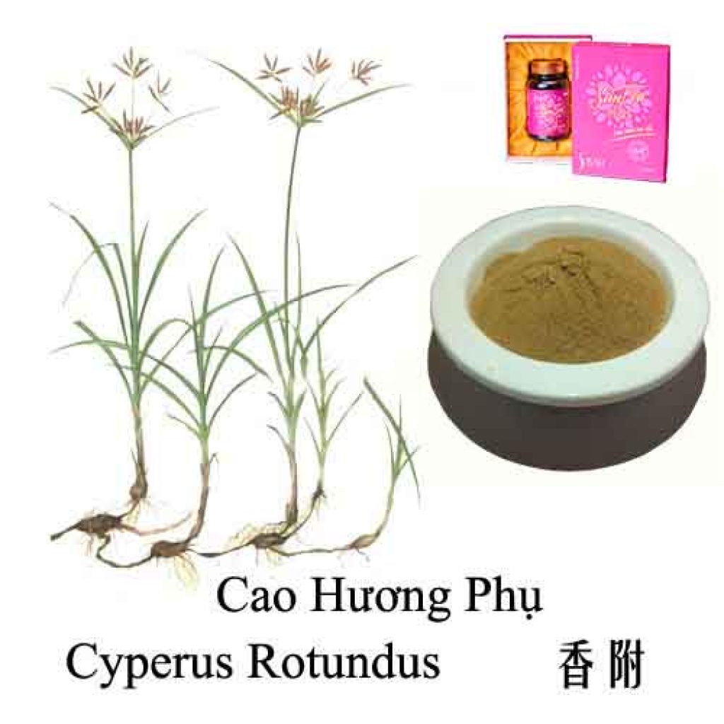 Cao Hương Phụ là gì? Công dụng và ứng dụng trong y học cổ truyền Cao Hương Phụ là gì Công dụng và ứng dụng trong y học cổ truyền