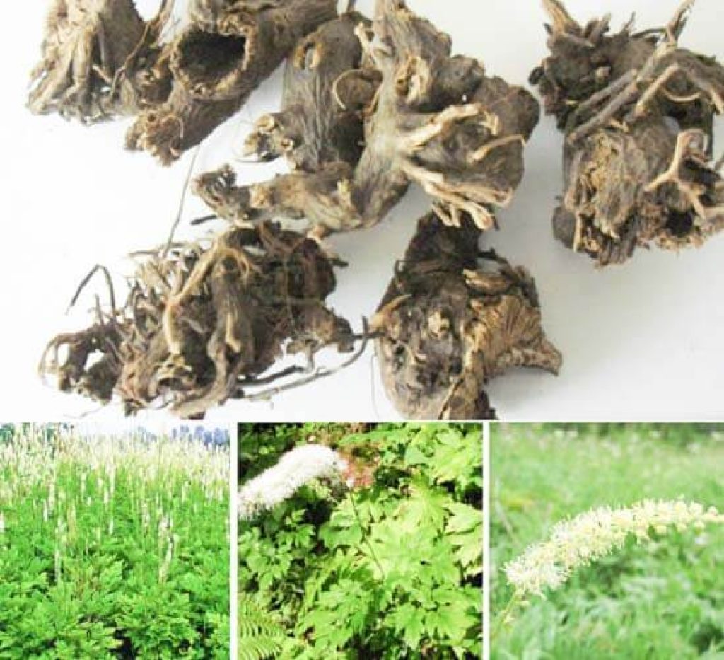 Cao Thăng Ma - Công dụng và cách sử dụng Cao Thăng Ma - Công dụng và cách sử dụng 1