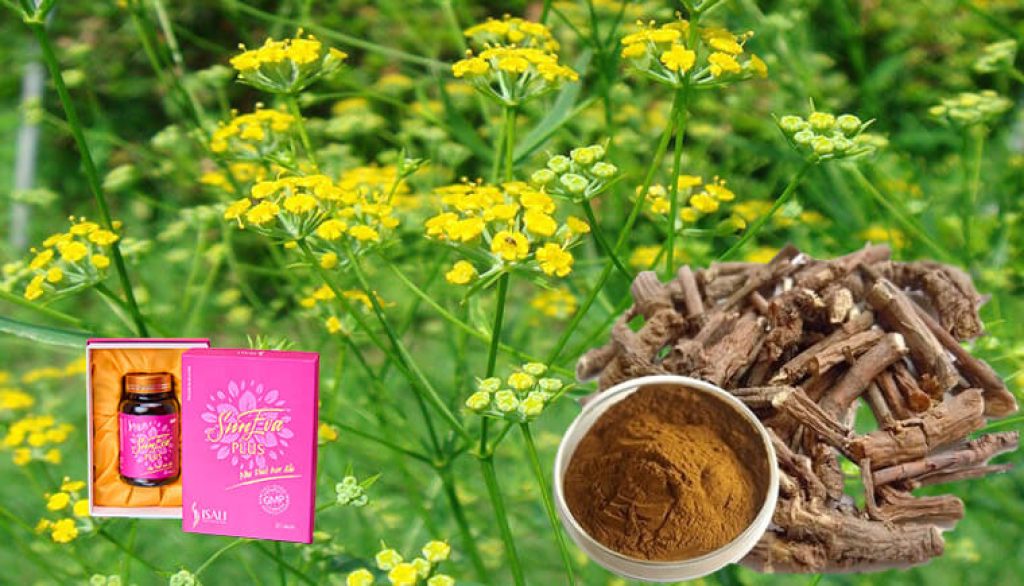 Cao Sài Hồ: Tìm hiểu về dược liệu quý và lợi ích sức khỏe Cao sài hổ có tác dụng gì