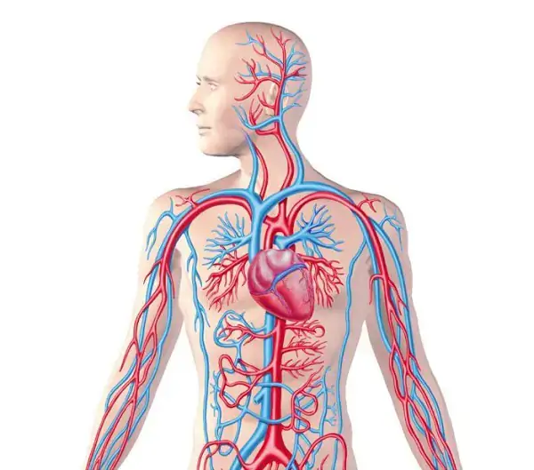 Hệ thống mạch máu và năng lượng trong cơ thể