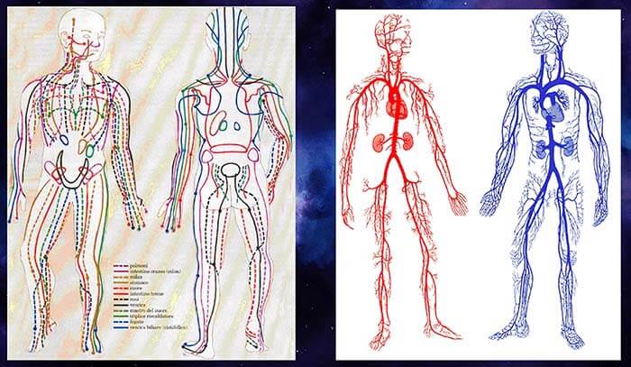 Hệ thống đường Kinh Lạc trong cơ thể người